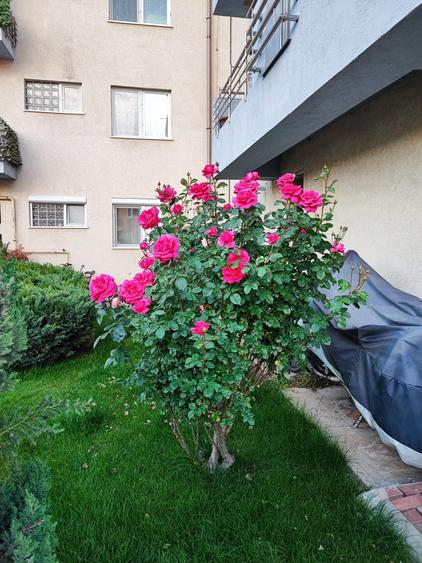 Apartament cu 2 camere semidecomandat în Băneasa
