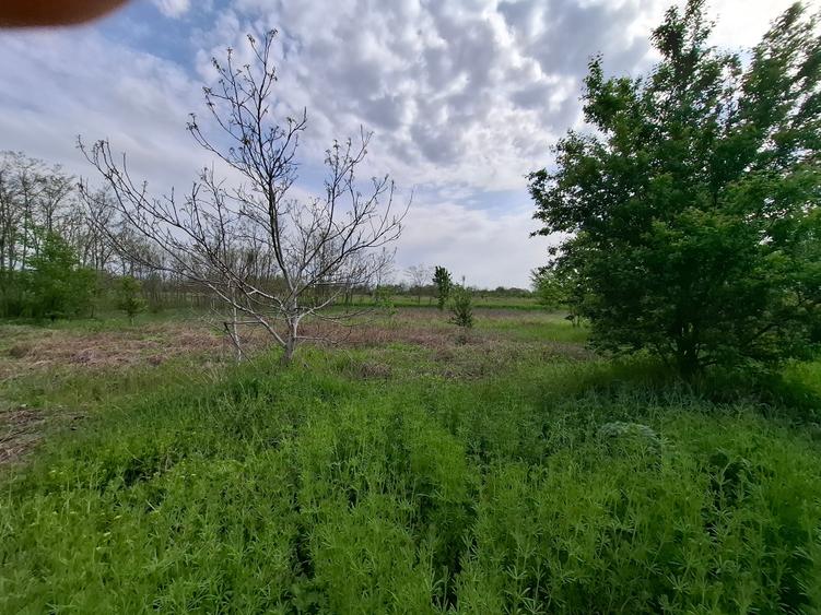 Teren Construcții intravilan de 3500 mp, în Periș