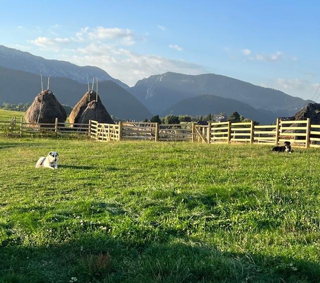 Teren intravilan de 110000 mp, în Moieciu