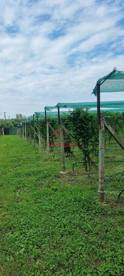Teren extravilan in Baicoi 10.000mp plantatie mure --80.000e - 5