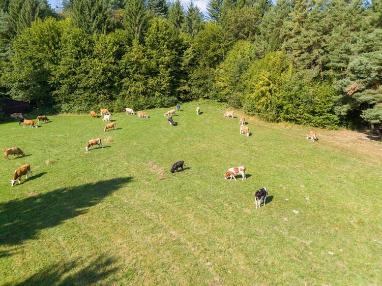 Teren Construcții intravilan de 6800 mp, în Vulcan