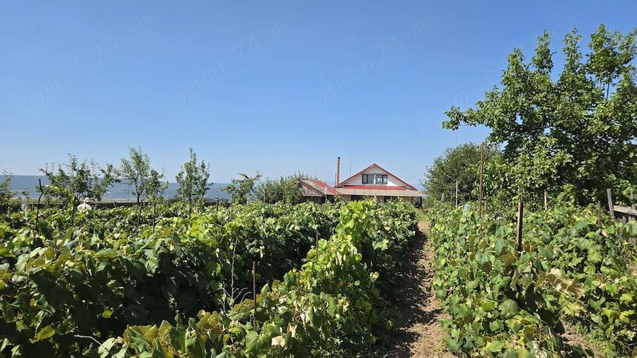 Casă cu Teren 6000 Mp în Racova