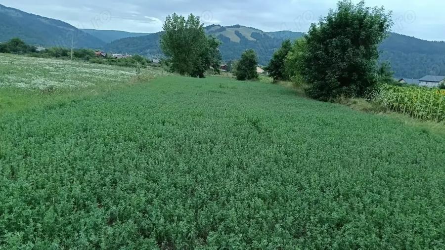 Teren de 2030 mp, în Dofteana