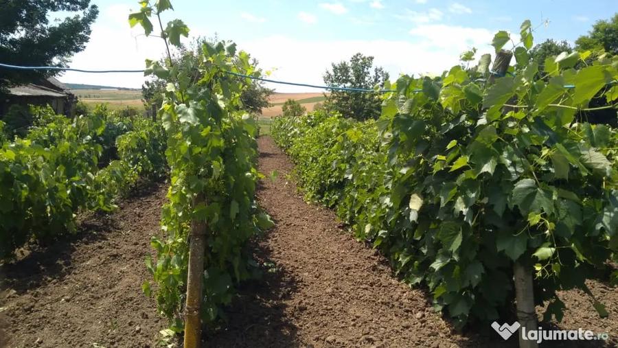 Casă cu 3 camere în Podu Turcului