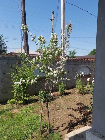 Casă cu 2 camere în Drăgotești