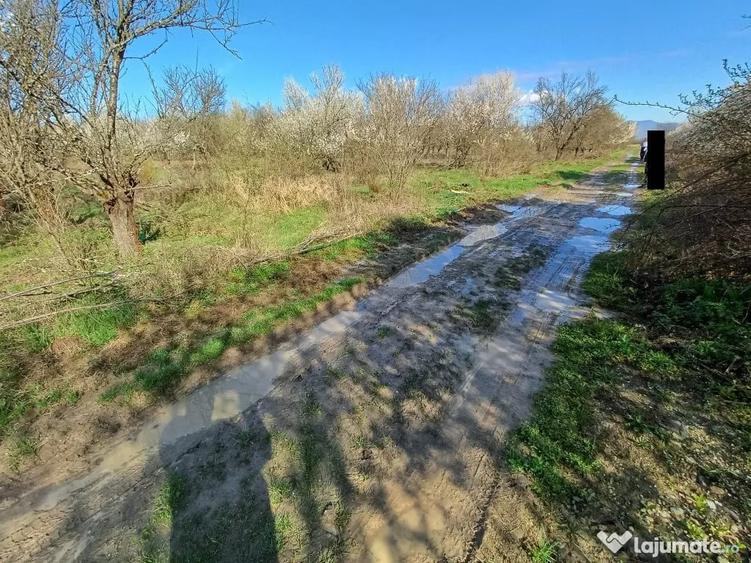 Teren de 6000 mp, în Lăpuș