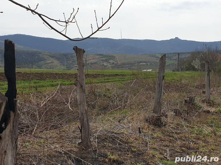 Teren de 2200 mp, în Mâsca