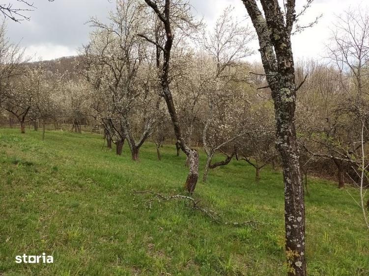 Teren de 10600 mp, în Dăești