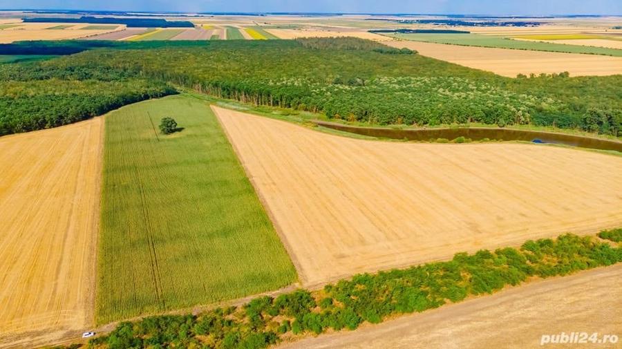 Teren de 46600 mp, în Tămădău Mare