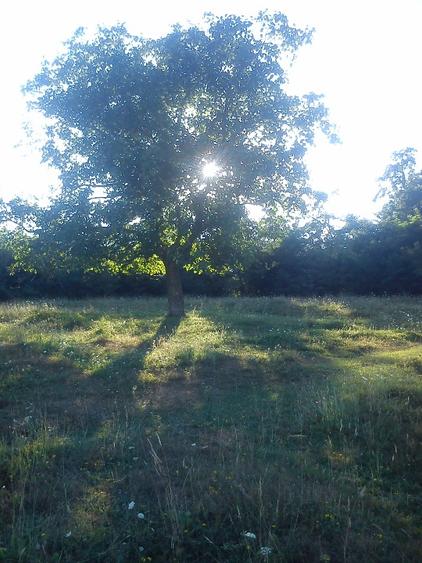 Teren agricol extravilan în Vărbilău