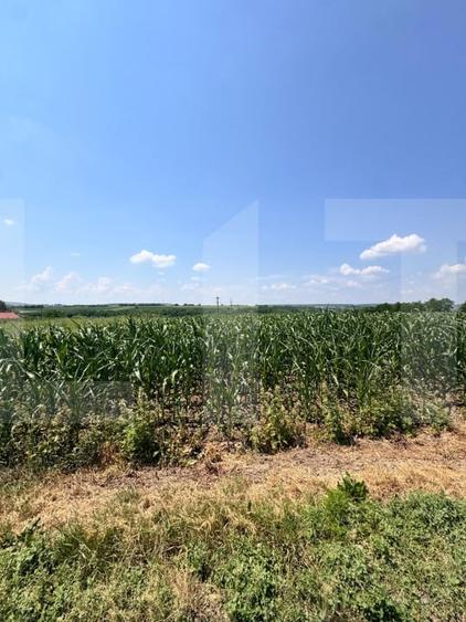 Teren Construcții intravilan de 5000 mp, în Leorda