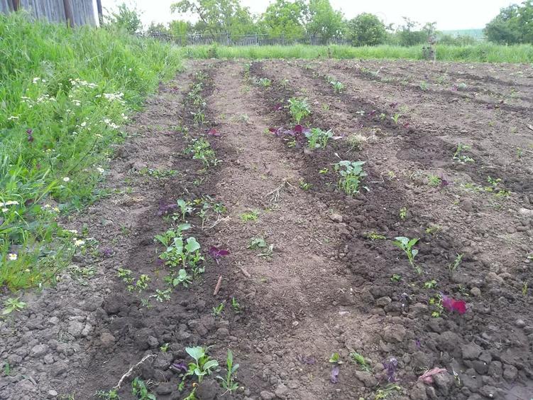 Teren de 1500 mp, în Horlești