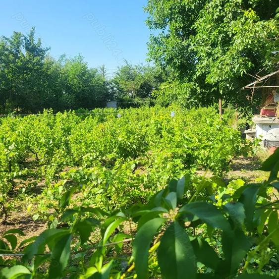 Casă cu 3 camere cu Teren 2000 Mp în Albina