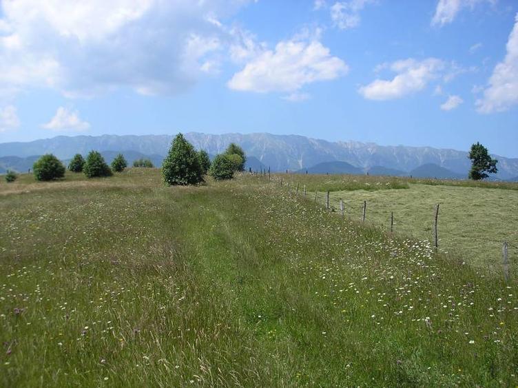 Teren intravilan de 3700 mp, în Moieciu de Jos