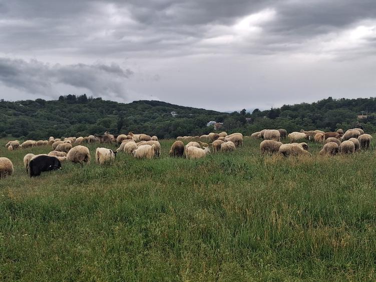 Teren agricol extravilan de 3600 mp, în Jugureni