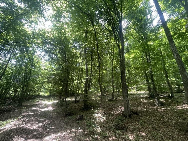 Teren de 16000 mp, în Beudiu
