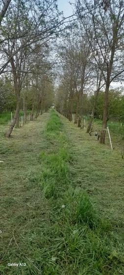 Teren în Gheorghe Lazăr