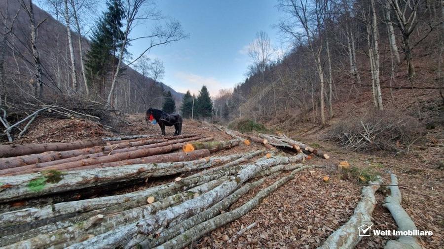 Teren Construcții intravilan de 3279 mp, în Mărișel