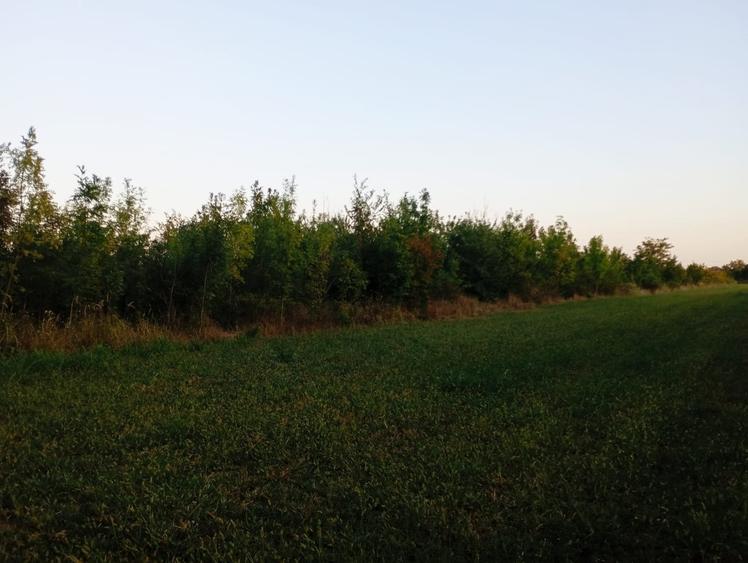 Teren intravilan 4800 mp lângă pădure în Scroviștea - 1
