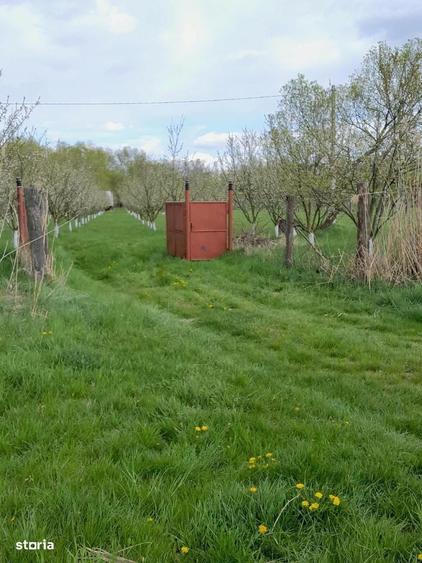 De vanzare teren extravilan in Sfantu Gheorghe - 7