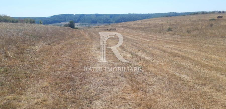 Teren agricol extravilan de 7935 mp, în Betfia
