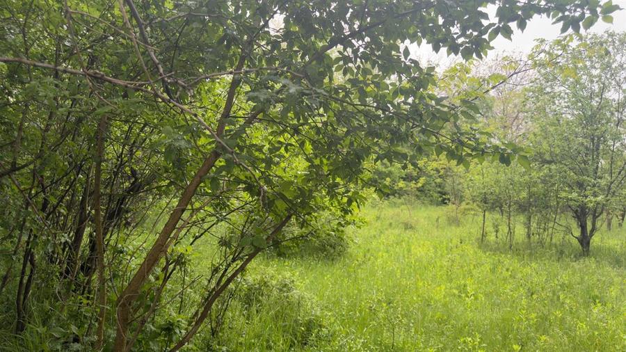 Teren Construcții intravilan de 1585 mp, în Cornu