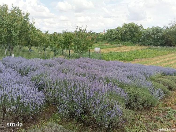 Vand casa,sat Manastur(com Vinga), jud Arad - 6