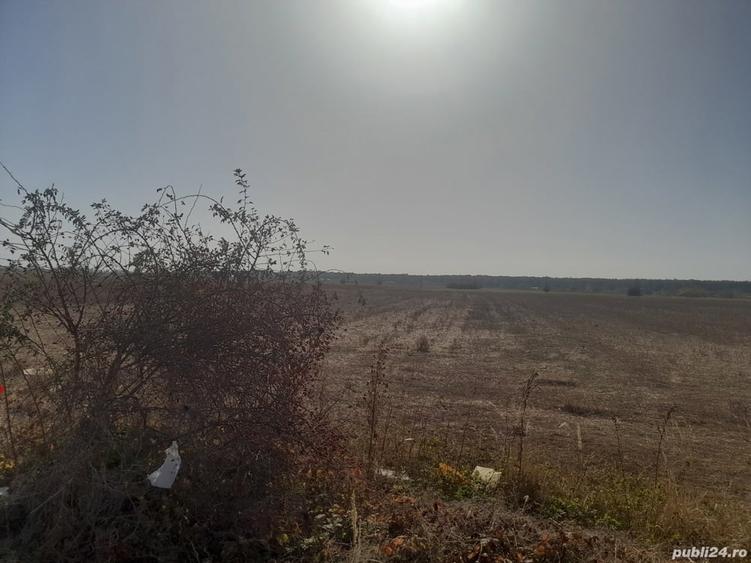 Teren de 43000 mp, în Bolintin-Deal