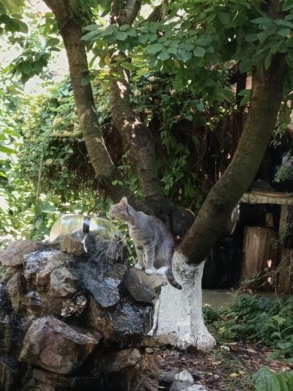 Casă individuală cu 5 camere cu Teren 500 Mp în Valu lui Traian