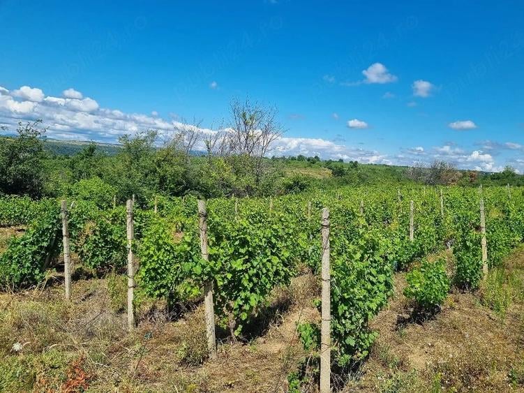 Teren de 2400 mp, în Central