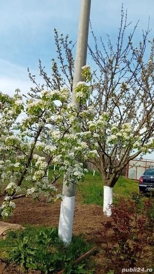 Casă cu 1 camere cu Teren 2036 Mp în Cotorca