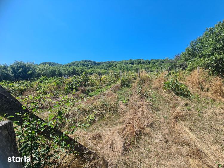 Teren de 1650 mp, în Cașin