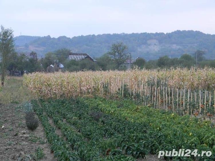 Teren în Valea Iașului