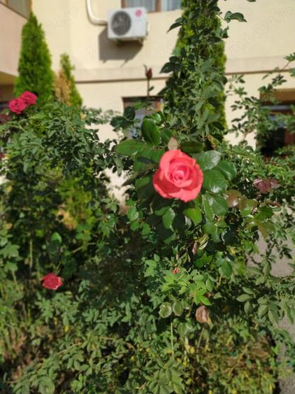Apartament cu 3 camere decomandat în Bragadiru