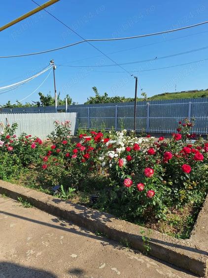 Casă cu 8 camere cu Teren 180000 Mp în Pietroiu