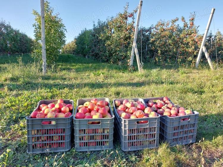 Teren de 3600 mp, în Bosanci