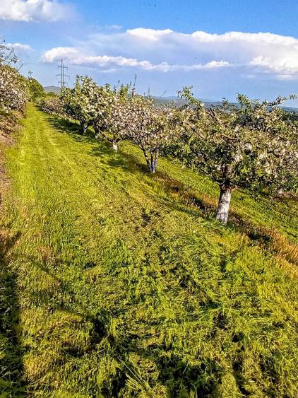 Teren de 5000 mp, în Paltenu