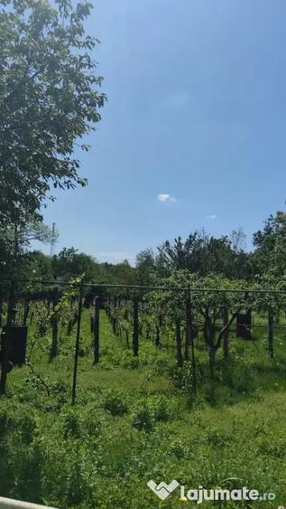 Casă cu 2 camere cu Teren 2000 Mp în David