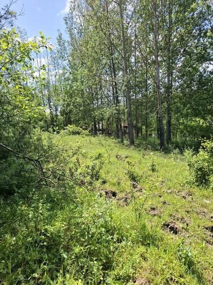 Oferim spre vanzare teren de 5000 m.Dintre acestia 1000 m este intravilan perfect pentru casa ta de vis sau o cabana de weekend . - 1