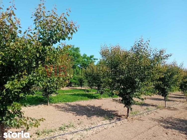 Teren intravilan 16.000 mp | Livada mixta | Front stradal 85 ml | Util - 10