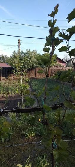Casă cu 2 camere în Drăgănești