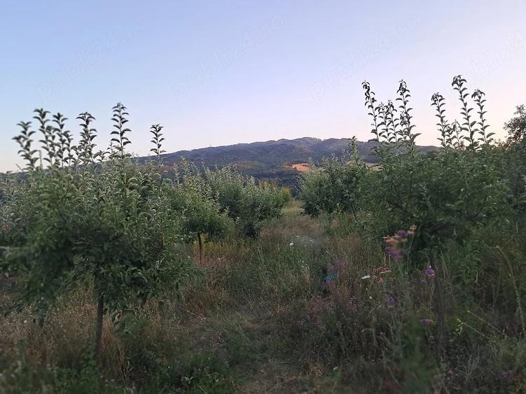Teren de 1600 mp, în Șerbești