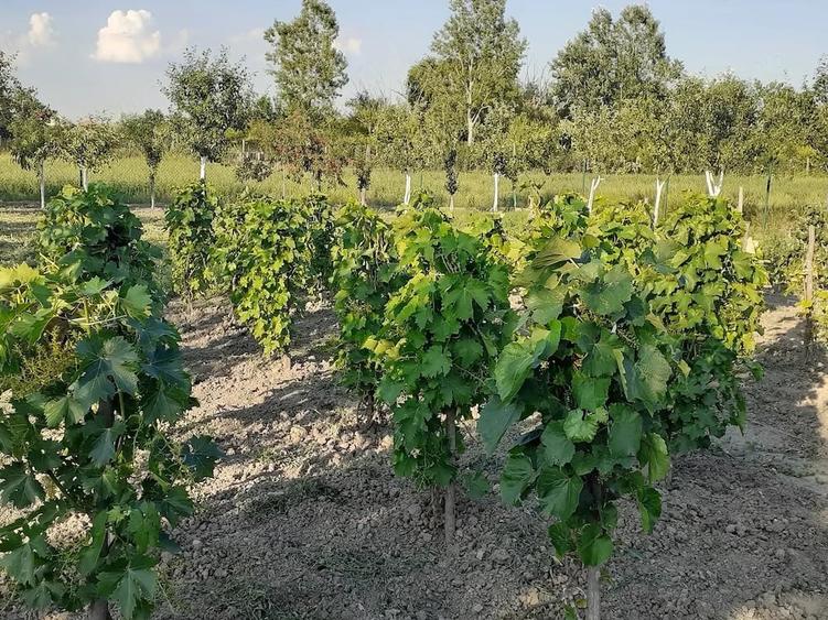 Casă cu 3 camere cu Teren 917 Mp în Iohanisfeld