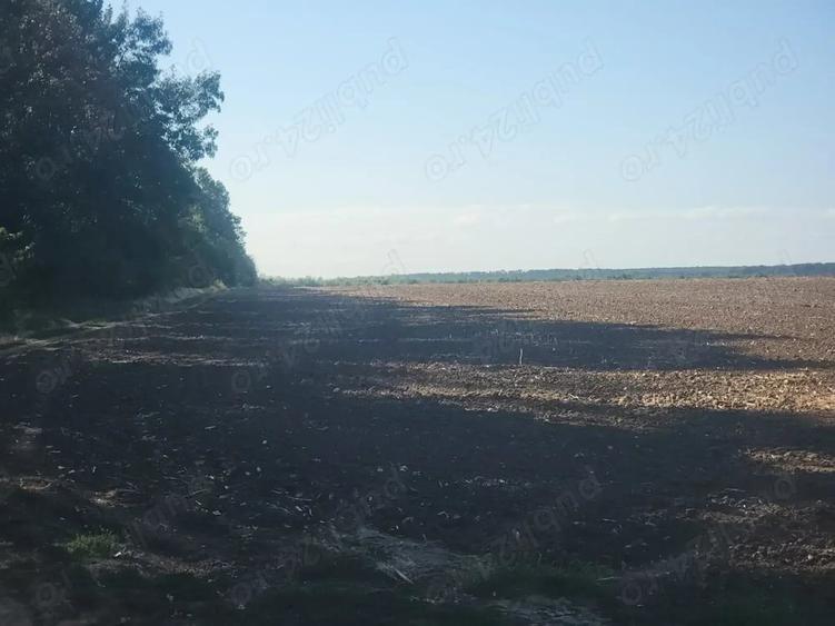 Teren de 250000 mp, în Comana