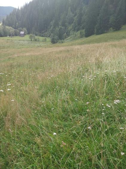 Teren 24134 mp Ciocanesti, Jud. Suceava - 3