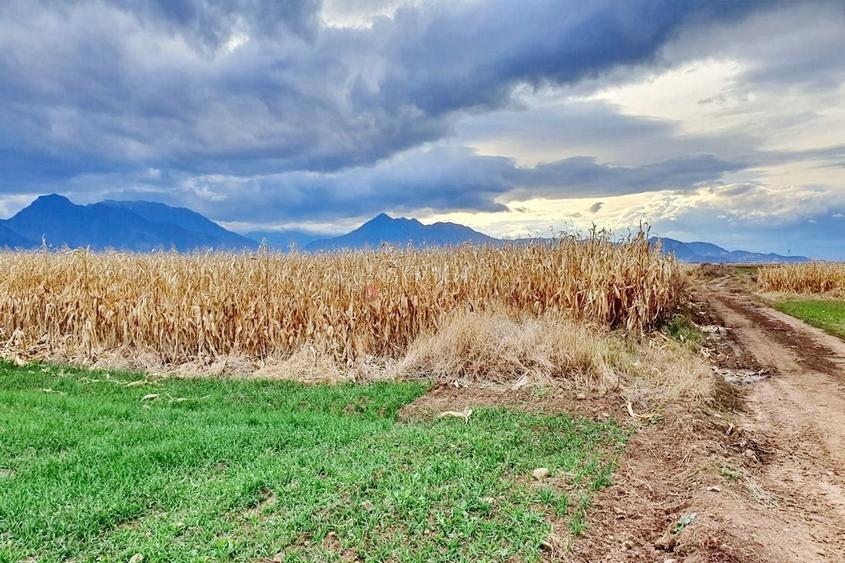 Teren agricol extravilan de 8400 mp, în Tărlungeni
