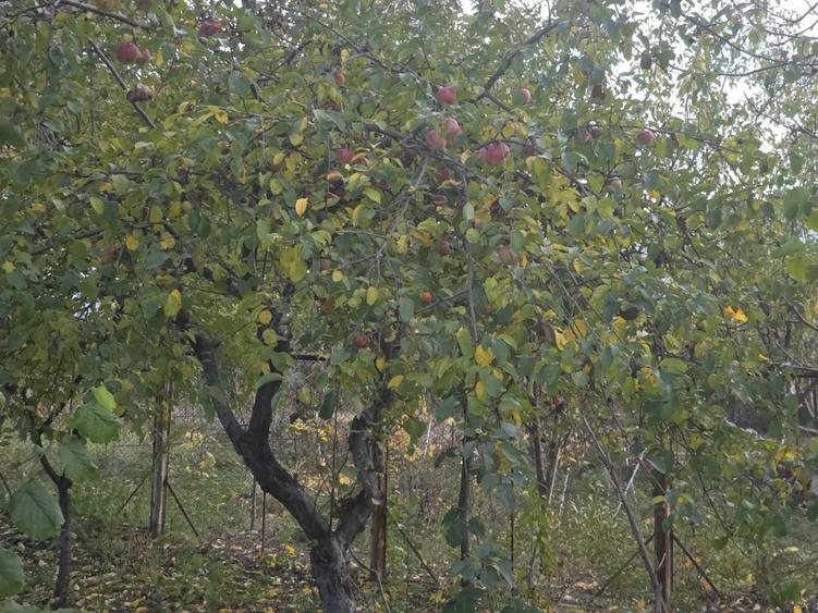 Casă cu 3 camere cu Canalizare în Viforâta