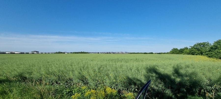 Teren agricol extravilan de 1100000 mp, în Stâlpu
