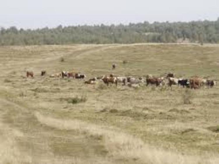 Teren de 130000 mp, în Breznița-Motru