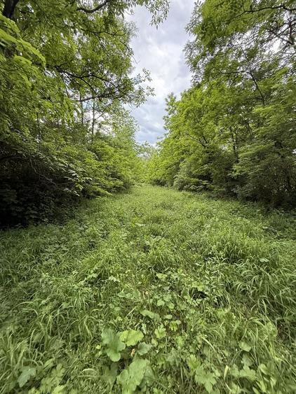 Teren plat-intravilan -3800 mp, cu pădurice și ieșire la râu! - 23